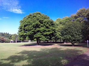 見沼区の公園にて　トイレ休憩のはずが・・。