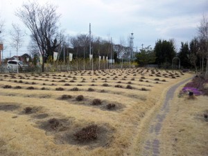 ハーブ園が広がっています・・。