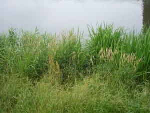 河原の雑草種々