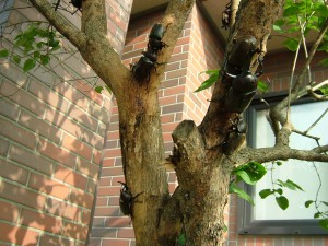 我が家の木にカブト虫が鈴なり