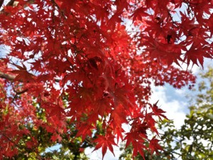 高尾山の紅葉